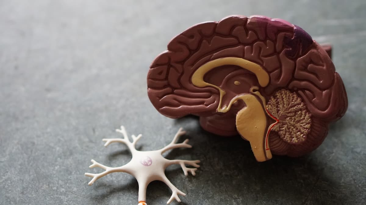 Anatomical brain and neuron models for neurology education